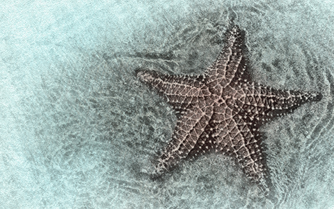 Starfish